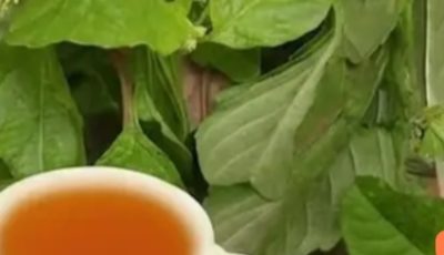 The Best Herbs To TREAT Enlarged Prostate (BPH) – Nature’s Hidden Allies You’re Probably Overlooking