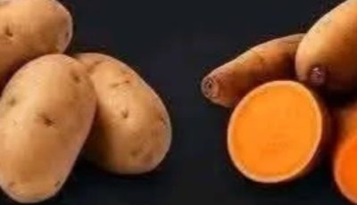 clear comparison between white potatoes and sweet potatoes