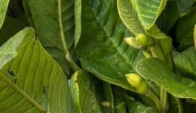 Guava Leaf Tea: Benefits, Properties, and How to Prepare This Powerful Herbal Drink