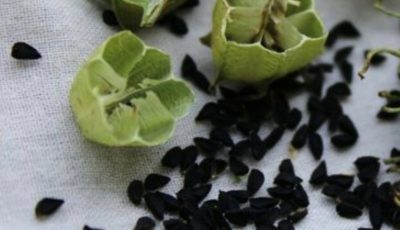 Discover the Amazing Health Benefits of Black Cumin Seeds