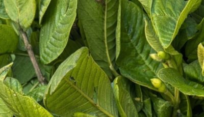 Guava Leaf Morning Tea for Blood Sugar Support