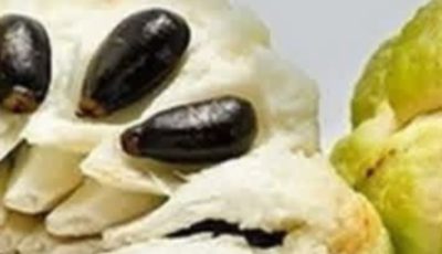 Sugar Apple (Annona squamosa): A Sweet Fruit with Powerful Health Benefits