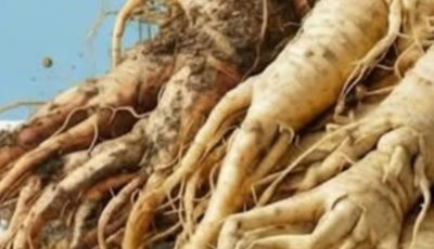 la Découverte du Potentiel Naturel de la Racine de Bardane
