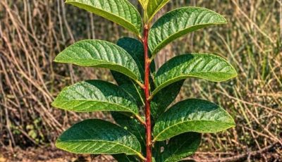 Benefits of guava leaves: what they are for and how to use them correctly