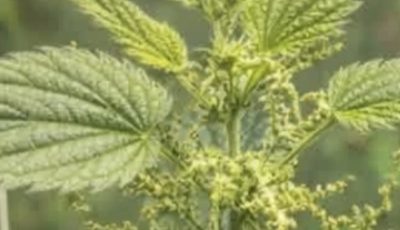 Seeing This “Painful” Plant in Your Garden Is Like Finding Gold – Don’t Pull It Out!