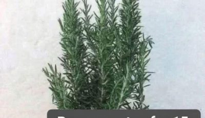 Rosemary Tea for Wellness: A Natural Herbal Remedy