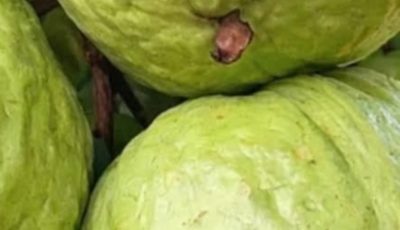 Guava Recipes for Balanced Blood Sugar and Stronger Hair – Natural Remedies that Work