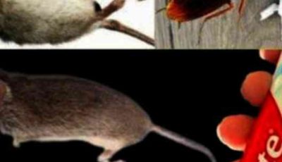 Toothpaste: A Surprising Ally Against Cockroaches and Ants — A Step-by-Step