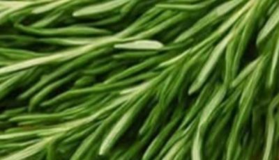 The Versatile Rosemary: Your Home’s Secret Weapon