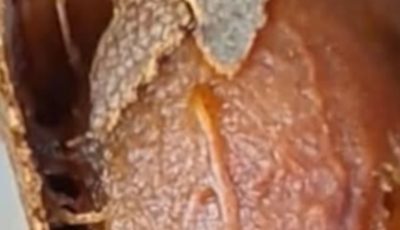 Tamarind: The Tropical Fruit That Heals Inside and Out