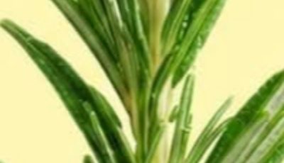 Maranta Plant: The Living Amulet That “Prays” for Abundance