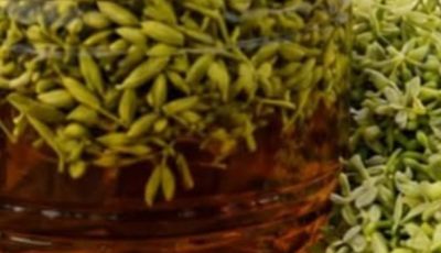 Papaya Flowers: The Overlooked Wellness Powerhouse Hiding on Your Plant That May Transform Your Daily Vitality