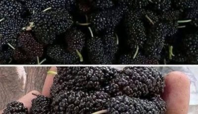 Mulberry Smoothie